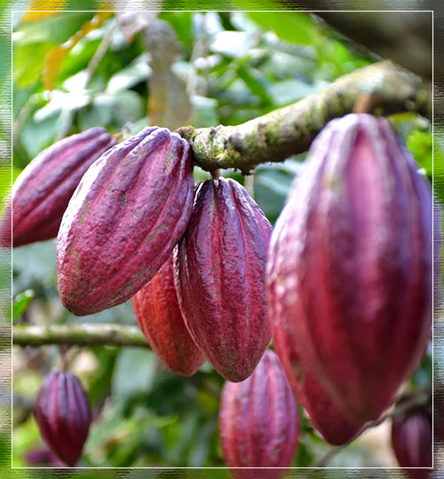 Cacao y Chocolates de Paria - Península de Paria - Incólume Paraíso Terrenal